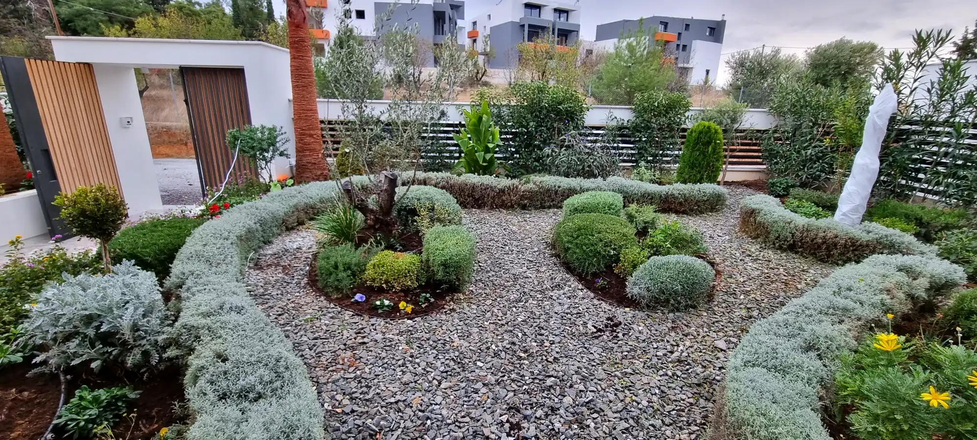 Gravel garden with circular beds of lavender and santolina at a modern home