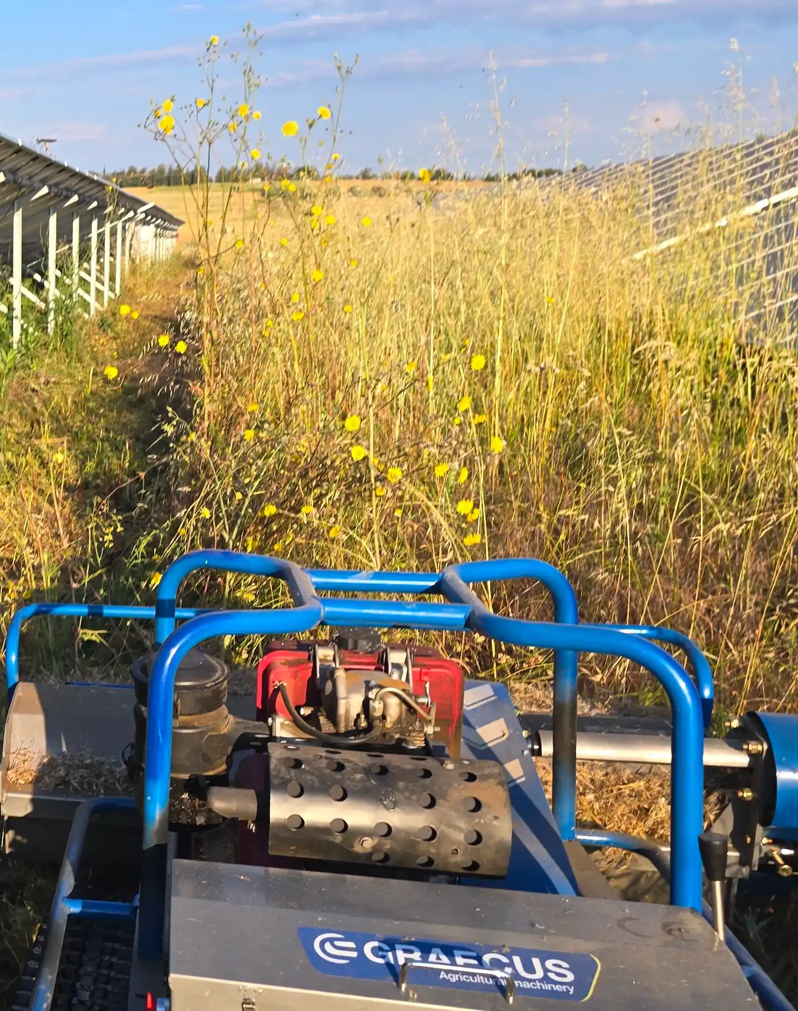 Flail mower clearing tall grass between solar panels