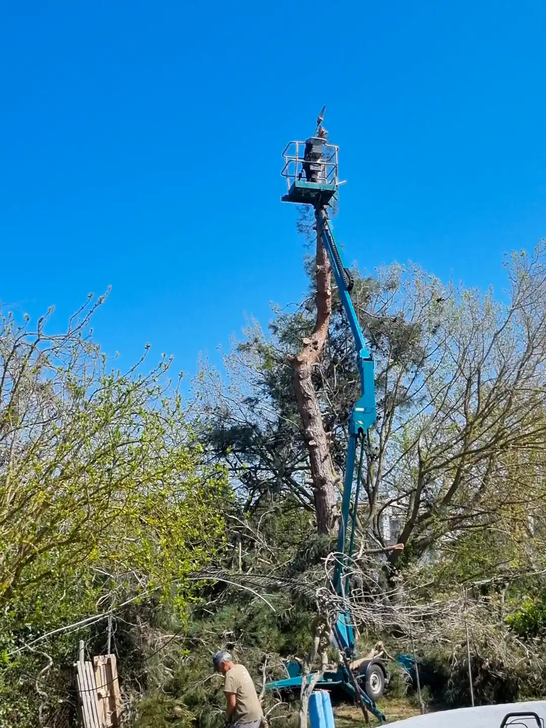 Pruning a tall pine from the basket of an aerial platform