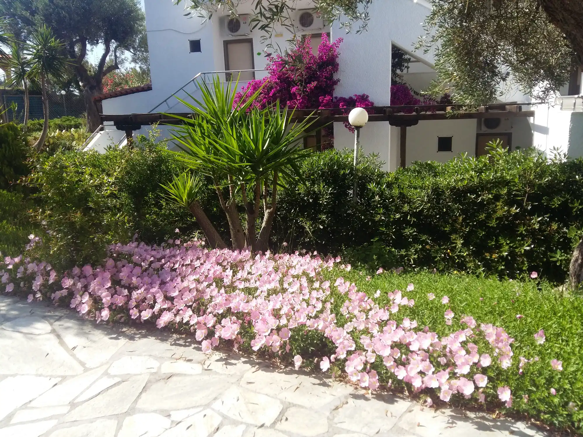 Ροζ ανθισμένο παρτέρι και βουκαμβίλια σε κήπο ξενοδοχείου