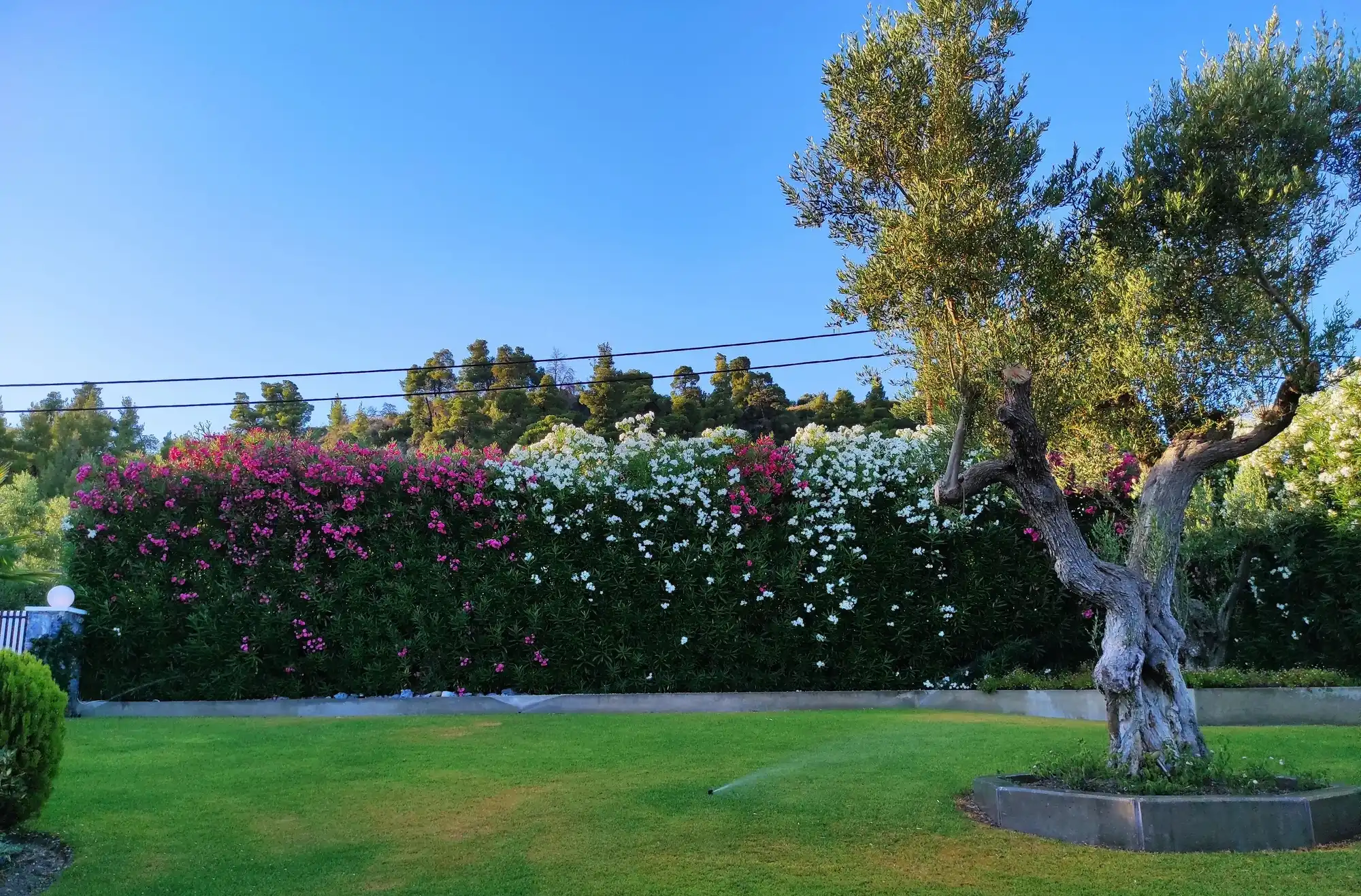 Old olive tree on a lawn, with a flowering hedge behind