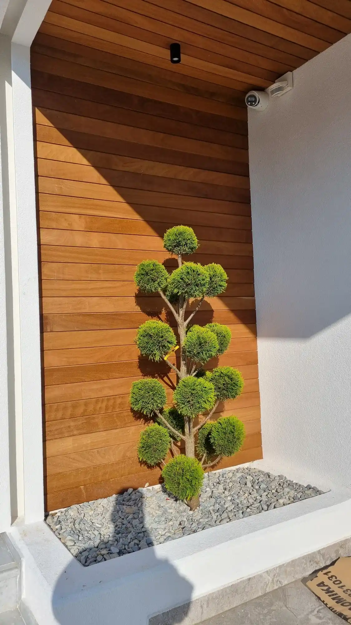 Φυτό κλαδεμένο σε σχήμα (topiary) σε ξύλινη είσοδο